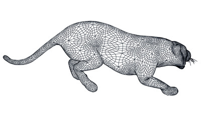 Attack tiger lines illustration. Abstract vector tiger on the white background