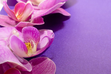 Obraz na płótnie Canvas Macro shot. orchid flowers on a purple background.