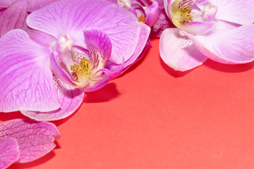 Macro shot. orchid flowers on a red background.