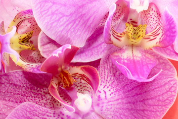 Macro shot. orchid flowers on a red background.