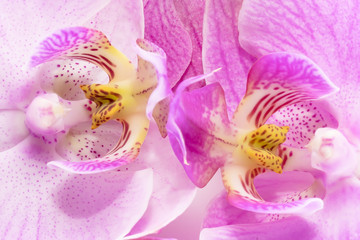 Naklejka na ściany i meble Macro shot. Purple orchid flowers. Background image