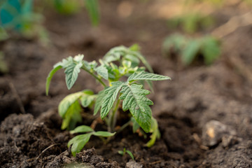 tomato seedlings, beautiful green