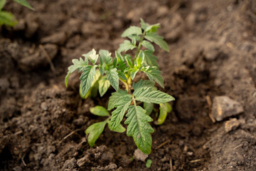 tomato seedlings, beautiful green