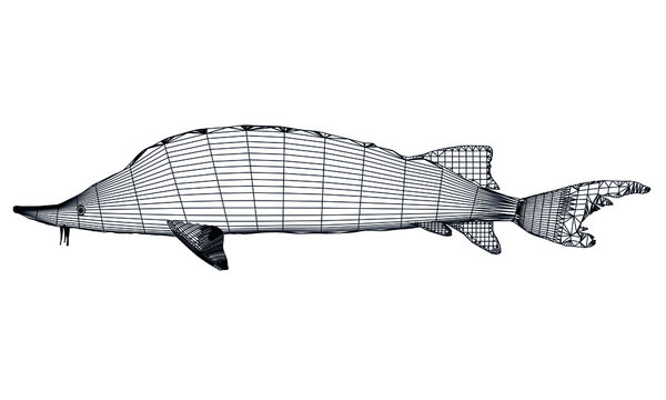 wireframe sturgeon fish on white background clip art preview