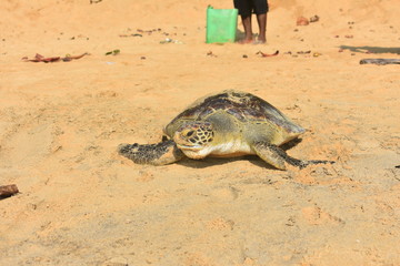 Turte Dagbego 