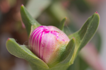 Cocoon of the hottentot-fig flower (Carpobrotus edulis) next to the fleshy leaves