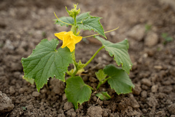 cucumber seedlings, beautiful green