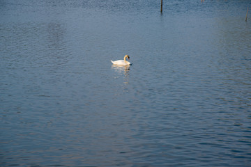 Fototapeta premium 白鳥