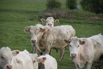 Charolais domestic beef cattle herd