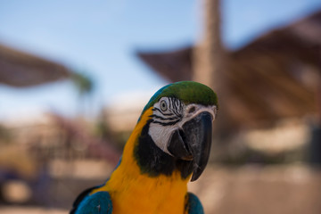 
beautiful portrait of a chic macaw parrot
