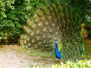 Obraz premium 羽を広げた孔雀