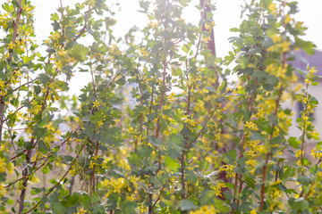 Golden currant flowers. Spring landscape