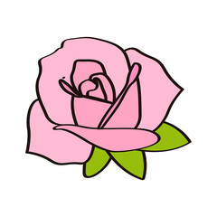 Isolated rose flower