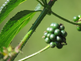 Naklejka premium close up of a plant