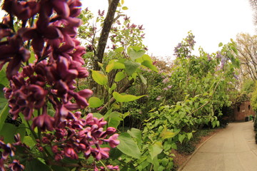 purple garden