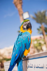Great green military macaw (Ara militaris mexicana) portrait. Live in south america.
