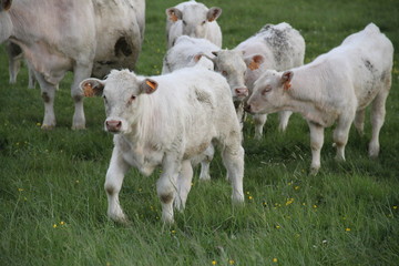 Charolais domestic beef cattle herd 