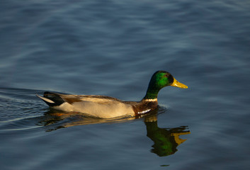 Mallard at the Lake