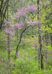 Fototapeta premium Eastern redbud trees add a splash of pink to the spring woods at a Midwest forest preserve.
