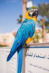 Great green military macaw (Ara militaris mexicana) portrait. Live in south america.
