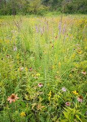Coneflowers, goldenrod and blazing star combine to create a bouquet of native wildflowers in a restored prairie.