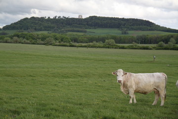 Fototapeta premium Charolais domestic beef cattle herd