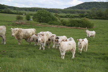 Fototapeta na wymiar Charolais domestic beef cattle herd