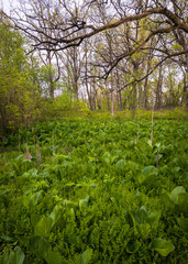 Skunk cabbage sprouts in a marsh area at a Midwest forest preserve.