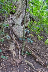 Tree Roots Growing Down a Bank in NZ