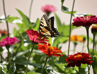 A Tiger Swallowtail Butterfly collecting nectar from Zinnia flowers.