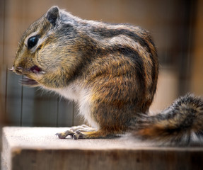 Closeup of a cute little chipmunk eating