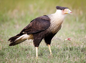 A Caracara protecting it meal of carrion.