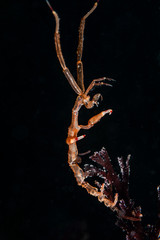 The Sceleton shrimp (family Caprellidae)