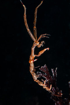 The Sceleton Shrimp (family Caprellidae)