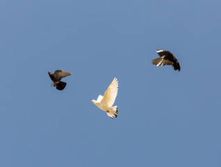 beautiful domestic pigeons on blue sky