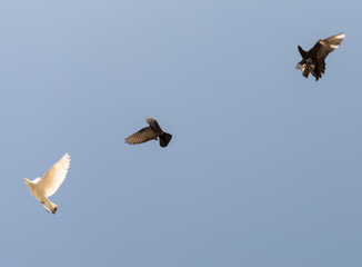 beautiful domestic pigeons on blue sky