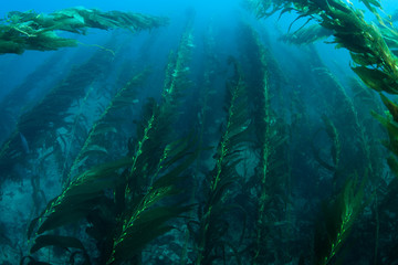 Forests of giant kelp, Macrocystis pyrifera, commonly grow in the cold waters along the coast of California. This marine algae reaches over 100 feet in height and provides habitat for many species.