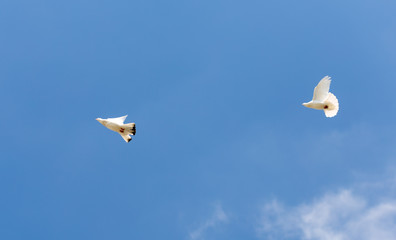 beautiful domestic pigeons on blue sky