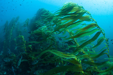 Forests of giant kelp, Macrocystis pyrifera, commonly grow in the cold waters along the coast of California. This marine algae reaches over 100 feet in height and provides habitat for many species. - obrazy, fototapety, plakaty