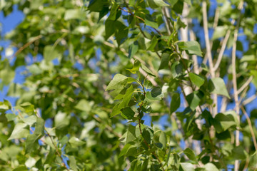 poplar tree leaves on sky background