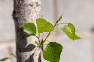 poplar tree leaves on sky background