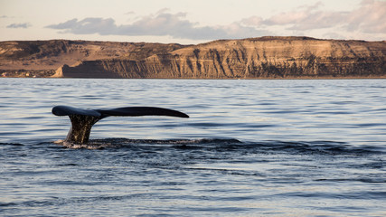 Patagonian Whale