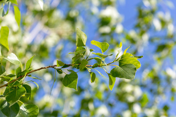 Fototapeta na wymiar poplar tree leaves on sky background