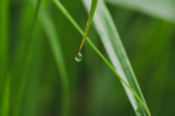 Rain drop on grass