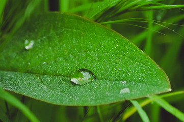 Rain drops on the lead of plant