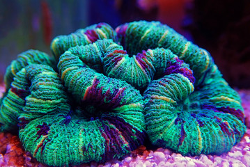 The Folded Brain Coral - (Wellsophyllia radiata)