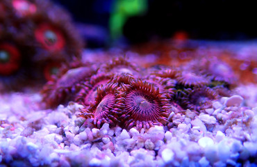 Pink zoanthus polyps on macro underwater photography scene