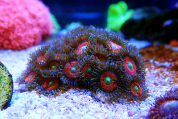 Obraz premium The Zoanthus Button Polyp Corals