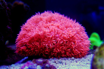 Macro shot on colorful Goniopora sp. LPS coral 