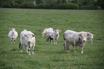 Obraz premium Charolais domestic beef cattle herd